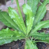 Eryngium